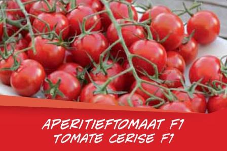 Tomate cerise barq. 6