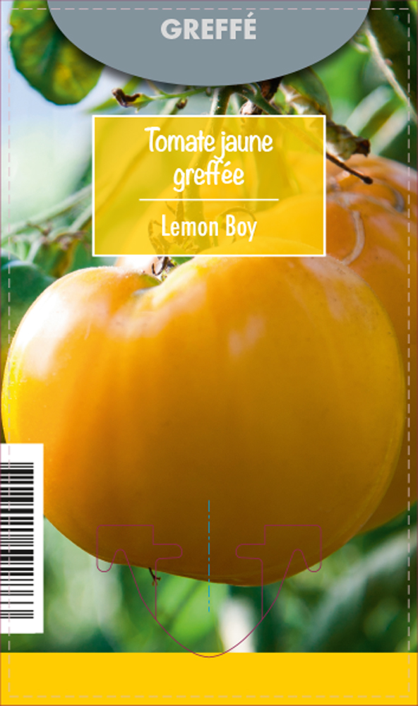 Tomate jaune Greffée