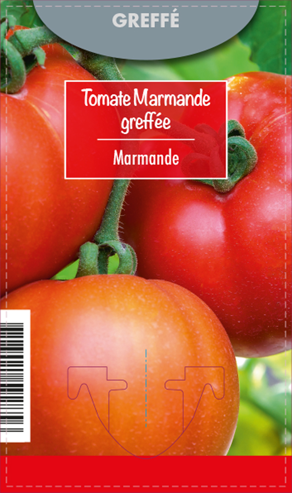 Tomate Marmande Greffée