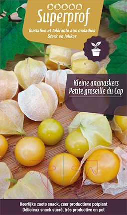 Coqueret de Pérou