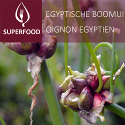 Oignon Egyptien pot 14
