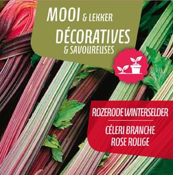 Céleri Branche Rose Rouge