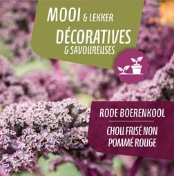 Chou pommé non frisé rouge