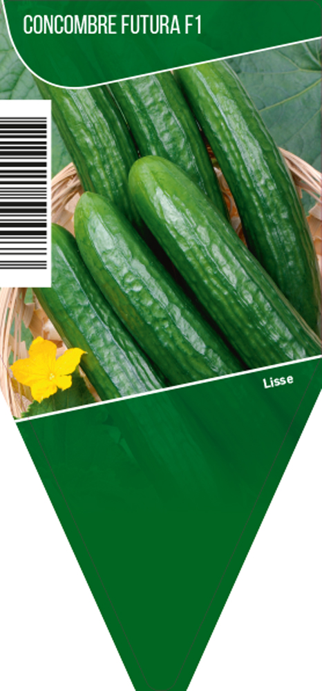 Concombre pot 10,5