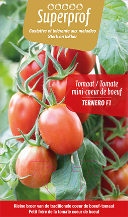 tomate petit coeur de boeuf Ternero F1
