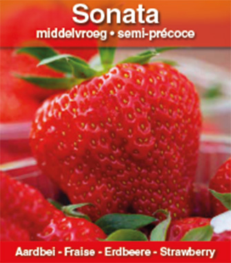 Fraise Sonata
