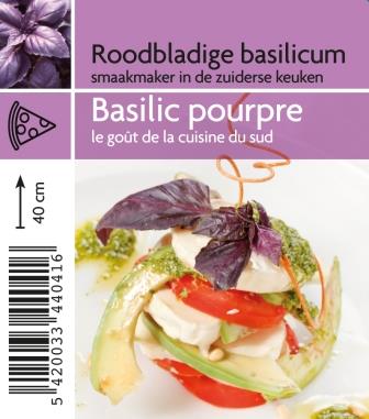 Basilic Pourpre