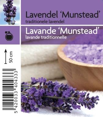 Lavandula ang. 'Munstead'