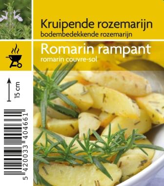Romarin rampant