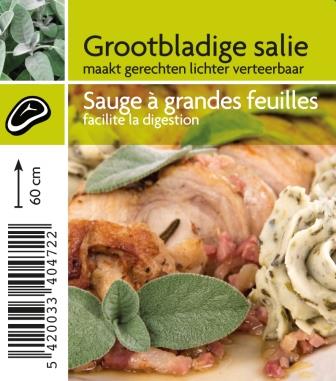 Sauge à grandes feuilles