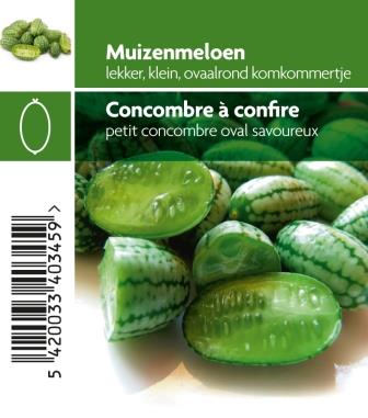 Concombre à confire