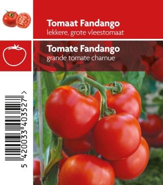 Tomate Fandango pot 10,5