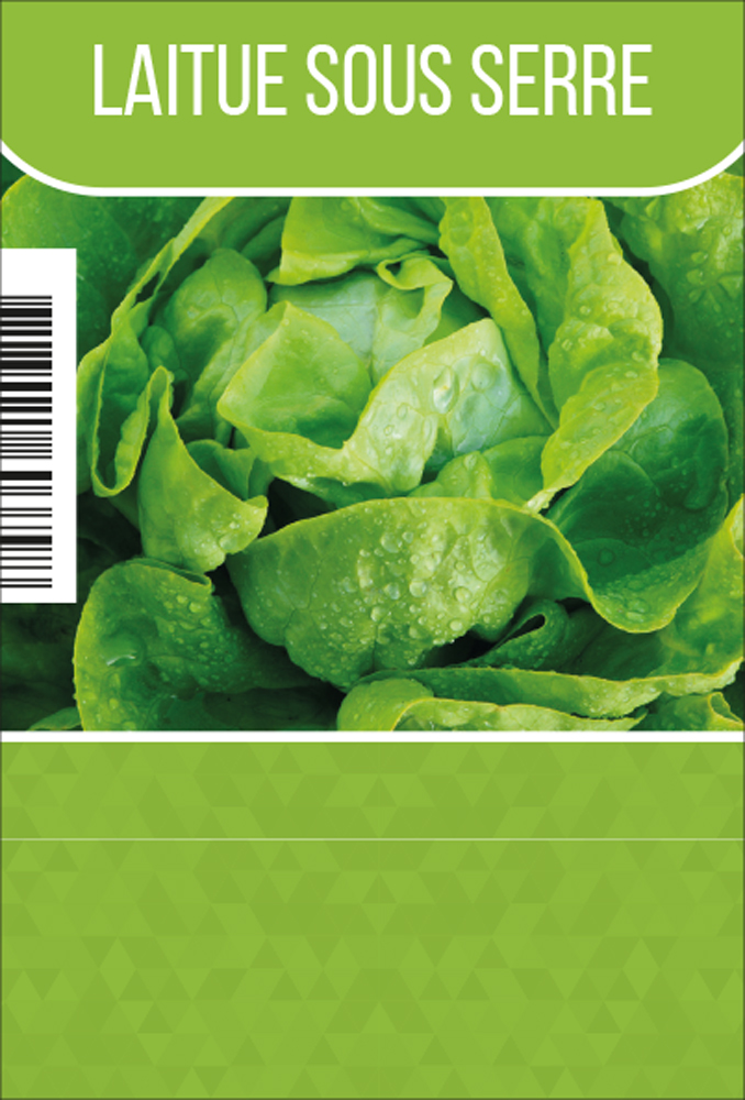 laitue sous serre par tray