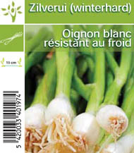 Oignon blanc d' hiver