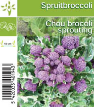 Chou broccoli sprouting