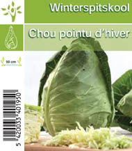 Chou pointue d'hiver