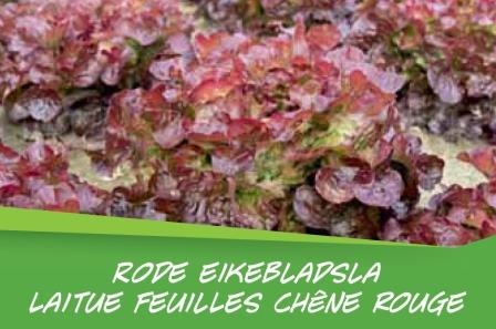 Laitue feuilles chêne barq. 15