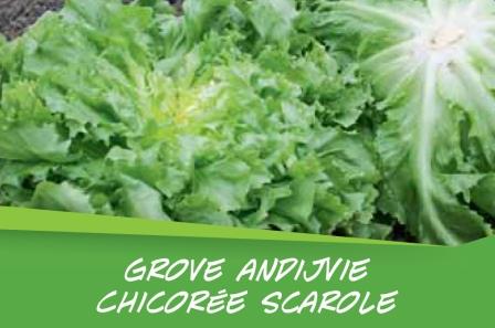Chicorée scarole barq. 15