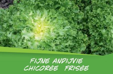Chicorée  frisée barq. 15