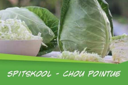 Chou pointue barq. 15