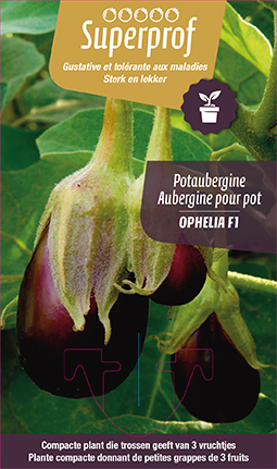 Aubergine pour pot
