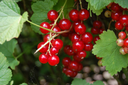 groseillier à grappes 'Jonkheer van tets'
