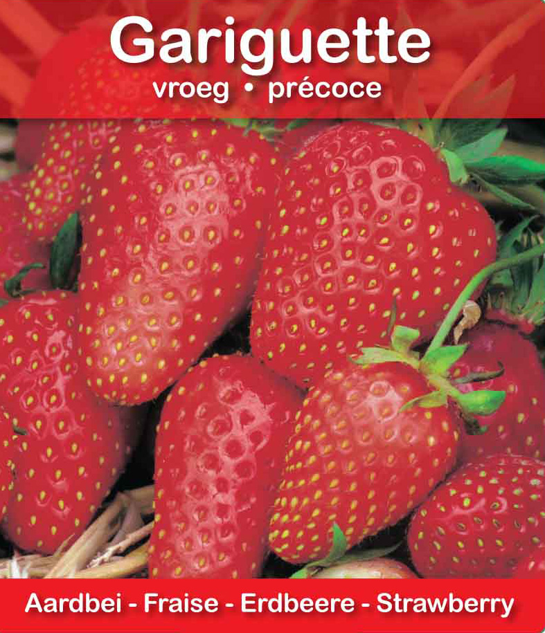 Fraise Gariguette