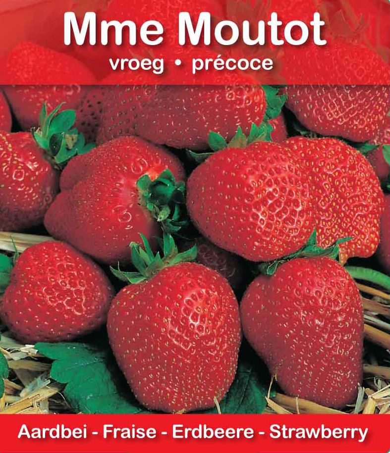 Fraise MmeMoutot