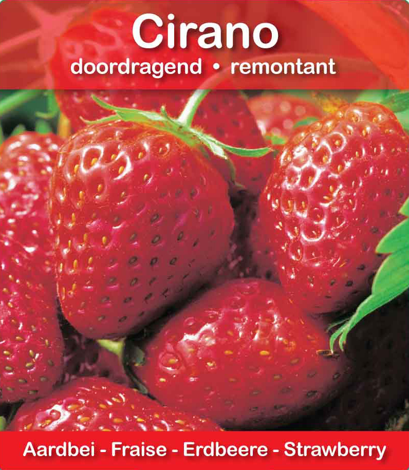 Fraise Cirano