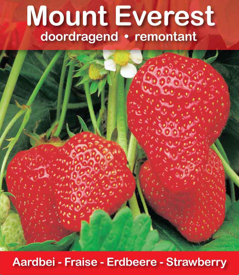 Fraise Mount Everest pot 10,5