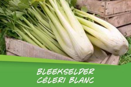 Céleri blanc barq. 15