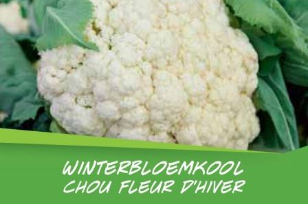 Chou fleur d'hiver par barq. (15)