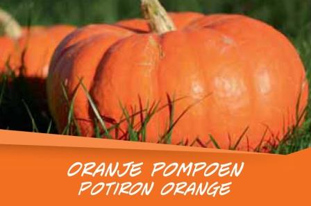 Potiron orange barq. 6