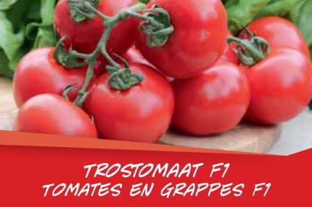 Tomates en grappes barq. 6