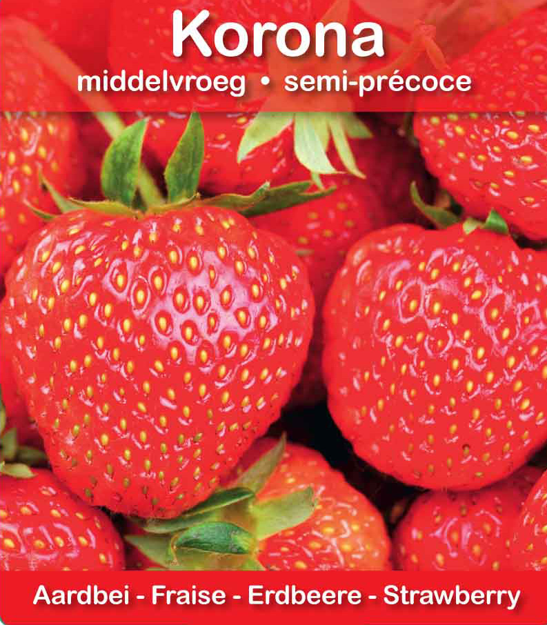 Fraise Korona