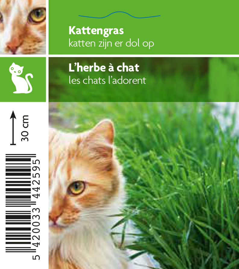 L'herbe aux chats