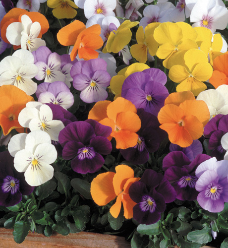 Pensées petites fleurs étages 