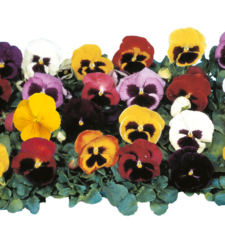 Pensées grandes fleurs étages