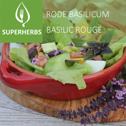 Basilic rouge pot 14