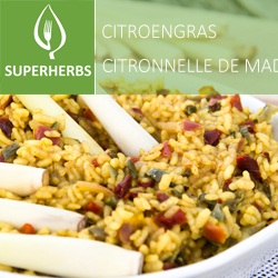 Citronelle de Madagascar pot 14