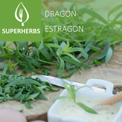 Estragon pot 14