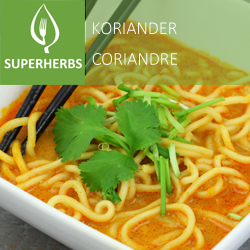 Coriandre pot 14