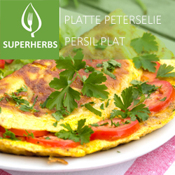 Persil plat pot 14