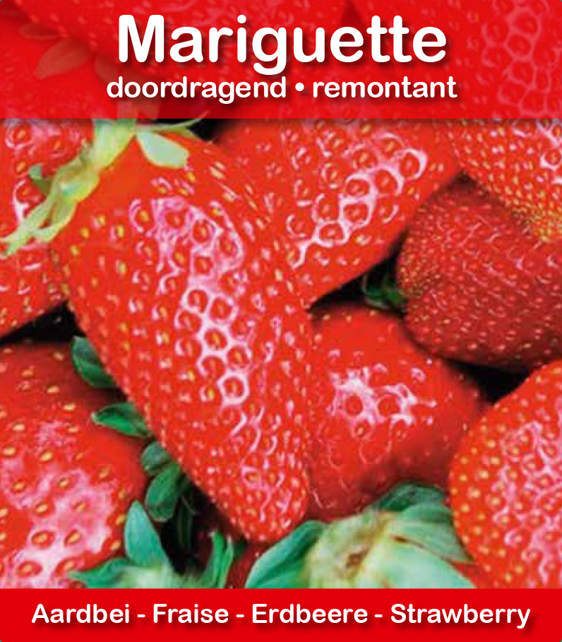 Fraise Mariguette