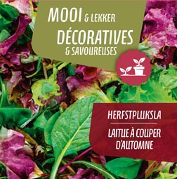 [9612] Laitue à couper d'automne