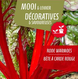 [9790] Bète à carde rouge pot 14