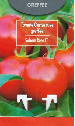 Tomate cerise rose Greffée