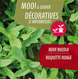 [9670] Roquette rouge pot 14