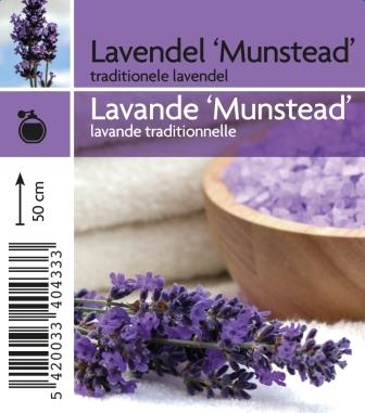 [4330] Lavandula ang. 'Munstead'