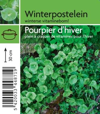 [4871] pourpier d'hiver